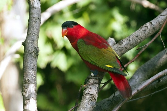 Purple-naped Lory