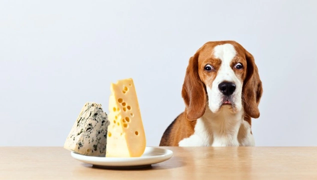 Can dogs eat cheese?