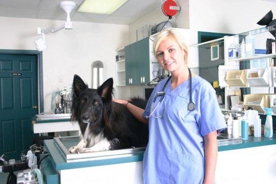 Is it a Veterinary Emergency?