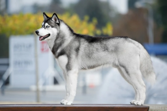 10 reasons why everyone loves the Siberian husky