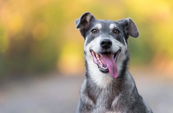 Could you find your dream dog at Crufts 2020?