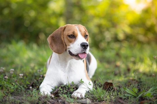 What you need to know about dogs who wear a yellow ribbon