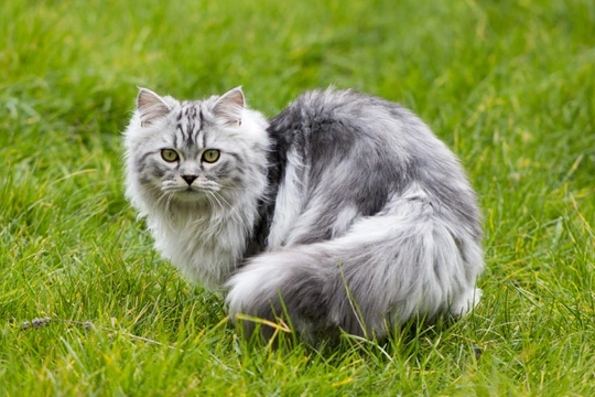 Myelodysplasia in Cats