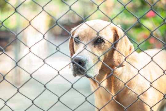 What to do if your dog is unhappy about spending time in day care or kennels