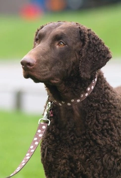 Different types of retrievers