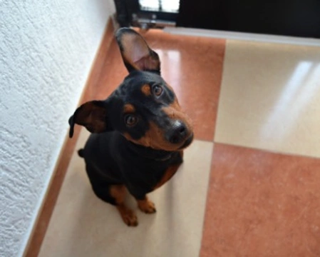 Pinscher nano: prezzi, info e caratteristiche. Anche in regalo