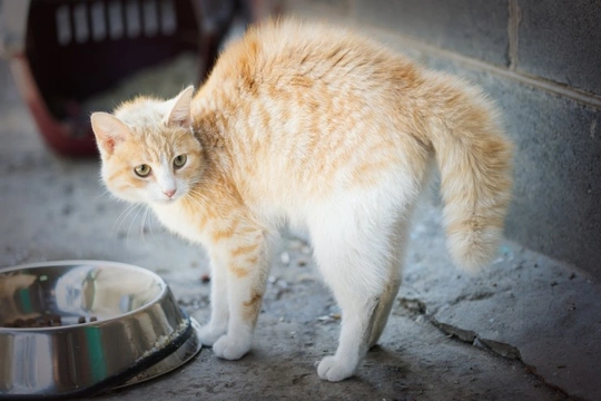 Why are domestic cats frightened of cucumbers?