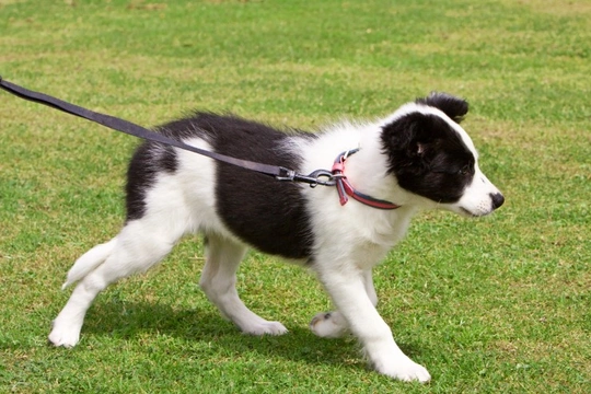 Teaching your dog which side of you to walk on whilst on the lead