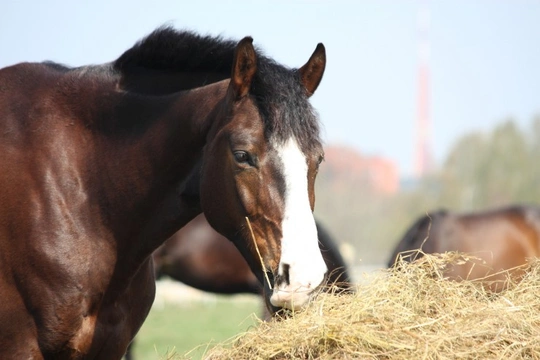 How to Change Your Horse's Feed Safely