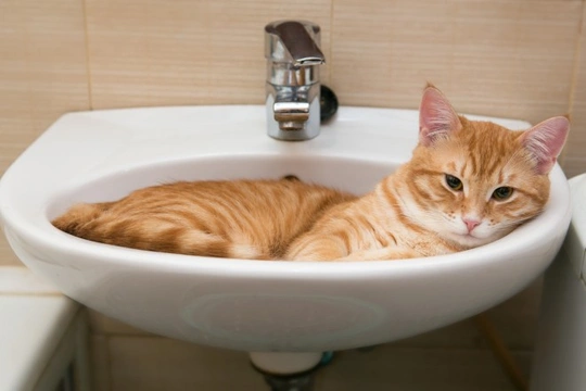 Seven weird cat behaviours, decoded