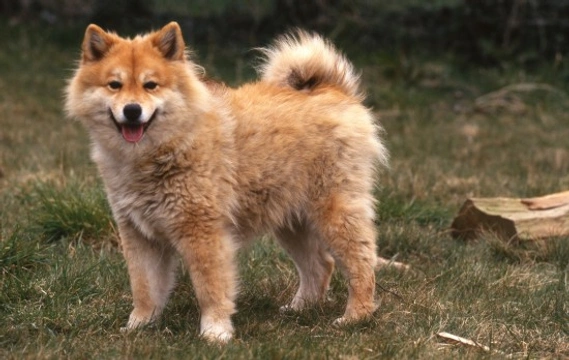 Finnish Lapphund hereditary health and longevity