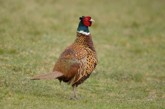 Breeds of Pheasant