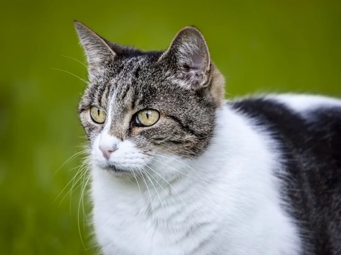 Hyperthyroidism in Cats