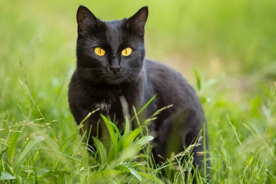 Ten Interesting Facts About Black Cats