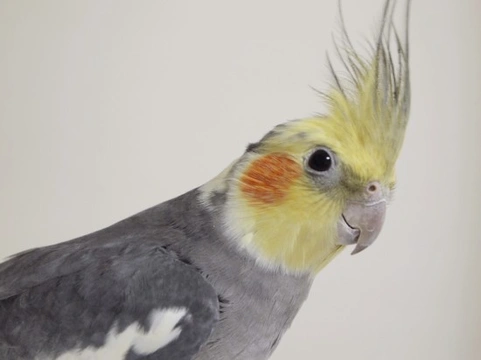 Considering a cockatiel?