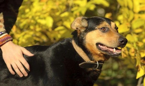 Health checking your own dog