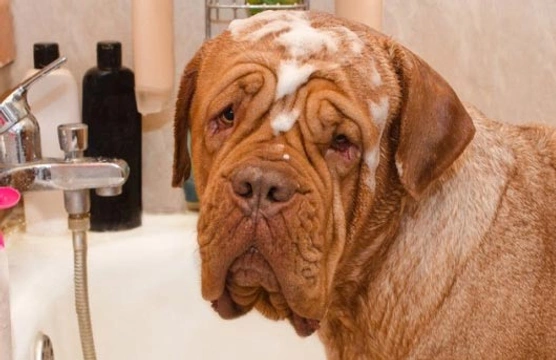 Het verzorgen en wassen van een hond