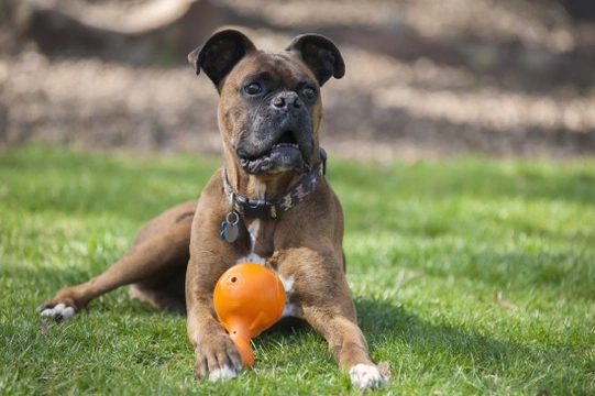 Stimulate Your Dog with Food Puzzles