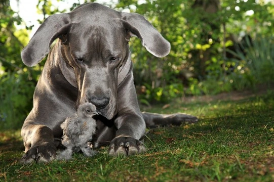 Keeping Chickens Around Your Pet Dog