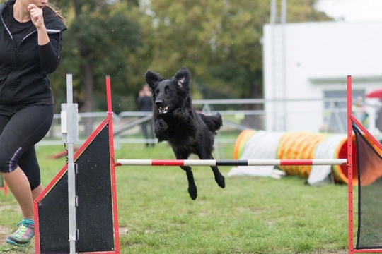 Getting your children involved in dog handling, showing and competition