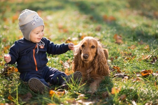 Teaching your children to respect your dog