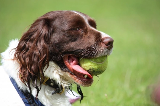 Playing fetch - Dogs that won’t return or drop their ball