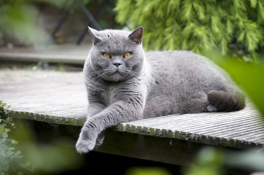 Dealing With Felv (feline Leukaemia Virus) In Cats