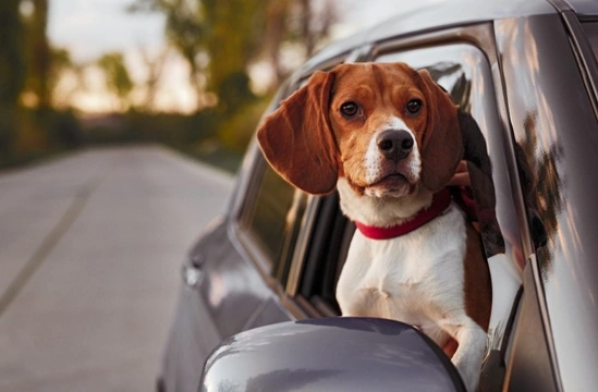 Can you take a dog in a taxi? Are taxis obliged to take dogs?