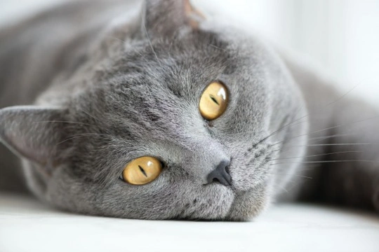 Conjunctivitis in Cats - Feline Conjunctivitis