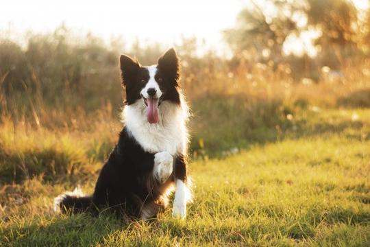 What is a collie?