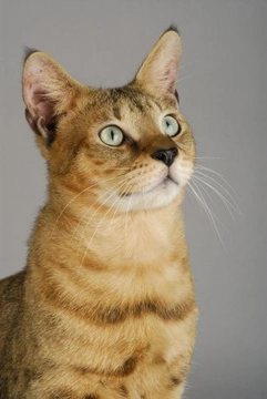 More Information on the Chausie Cat Breed