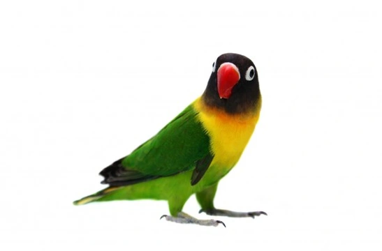 Masked Lovebird (Yellow Collared Lovebird)