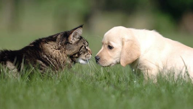 Hebben honden echt een hekel aan katten?