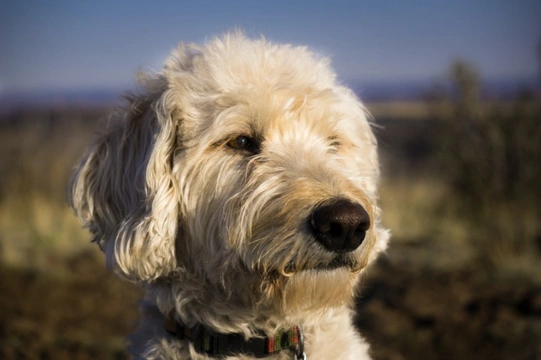 Is there anything you can do to reduce the amount of fur your dog sheds?