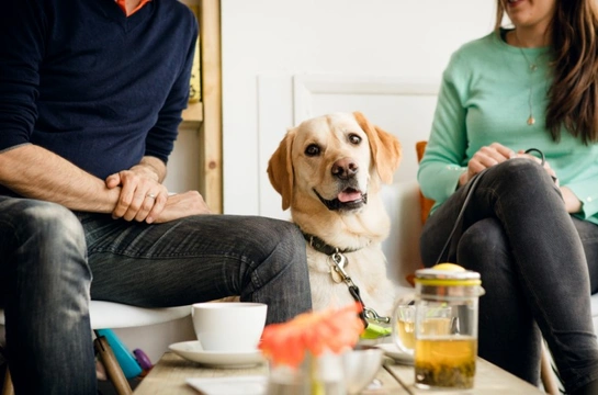 How to turn your dog into your new pub buddy