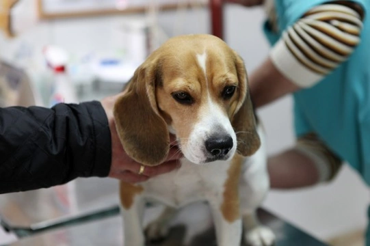 Keeping your dog calm at the vets