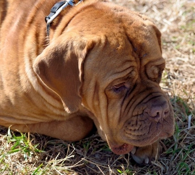 Mi perro vuelve enfadado y triste de la residencia canina