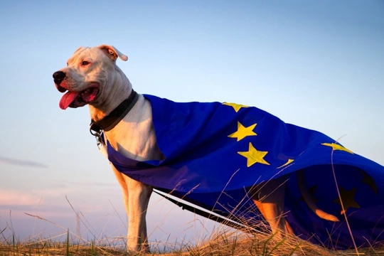 What happens with a ‘No Deal Brexit’ and travelling with our dogs?