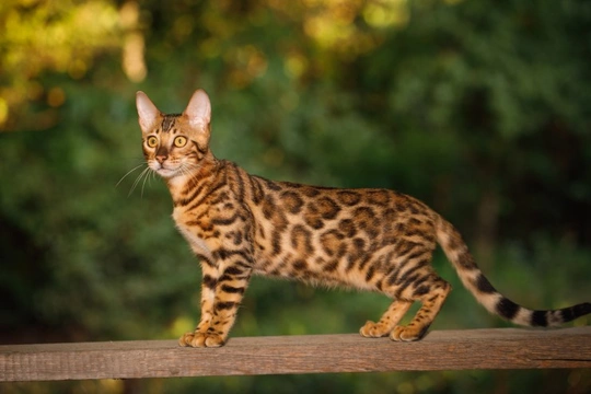 Five Personality Traits of the Bengal Cat