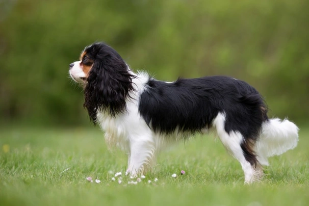 Cavalier King Charles Spaniel Dogs Breed | Facts, Information and Advice | Pets4Homes