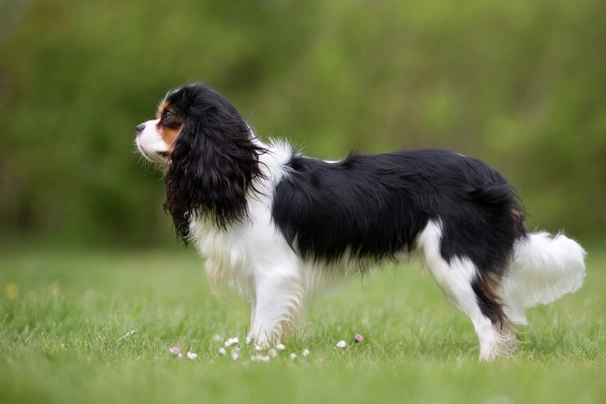 Cavalier King Charles Spaniel Dogs Ras: Karakter, Levensduur & Prijs | Puppyplaats