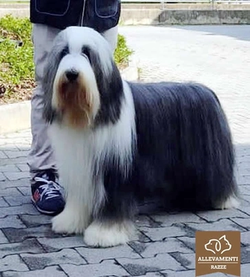 Bearded Collie Dogs Raza - Características, Fotos & Precio | MundoAnimalia