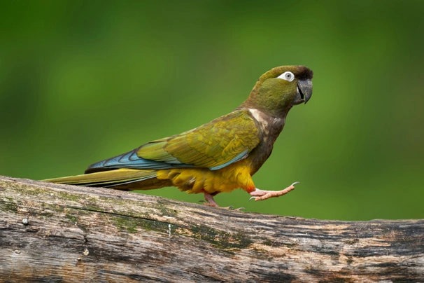 Papoušek patagonský Birds Informace - velikost, povaha, délka života & cena | iFauna