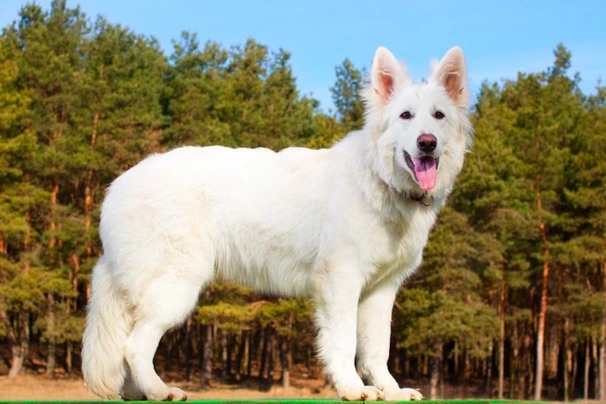 White Swiss Shepherd Dogs Breed - Information, Temperament, Size & Price | Pets4Homes