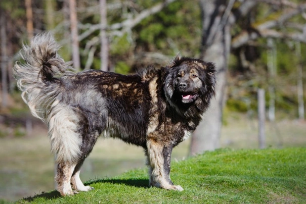 Caucasian Shepherd Dog Dogs Breed - Information, Temperament, Size & Price | Pets4Homes