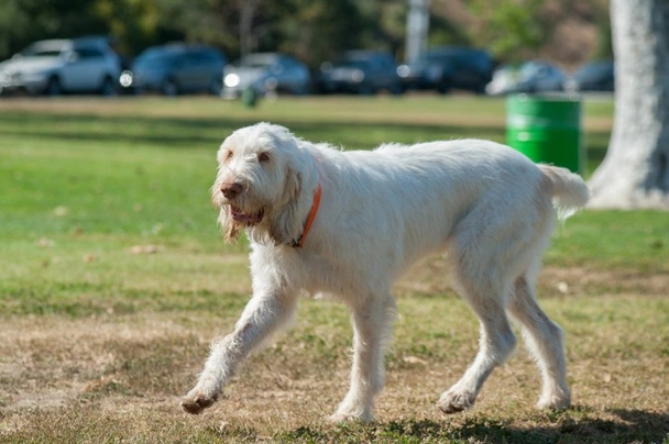 Italský spinone Dogs Plemeno / Druh: Povaha, Délka života & Cena | iFauna