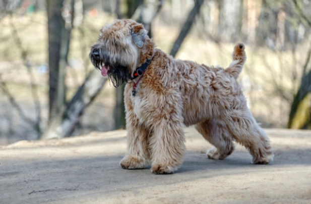 Soft coated wheaten teriér Dogs Informace - velikost, povaha, délka života & cena | iFauna