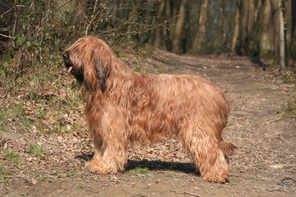 Briard Dogs Breed - Information, Temperament, Size & Price | Pets4Homes