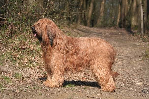 Briard Dogs Ras: Karakter, Levensduur & Prijs | Puppyplaats