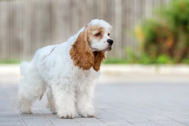 American Cocker Spaniel Dogs Breed | Facts, Information and Advice | Pets4Homes